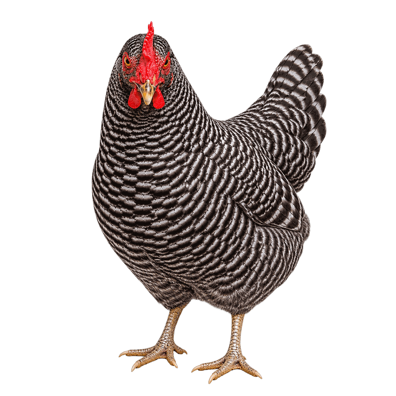 Barred Plymouth Rock