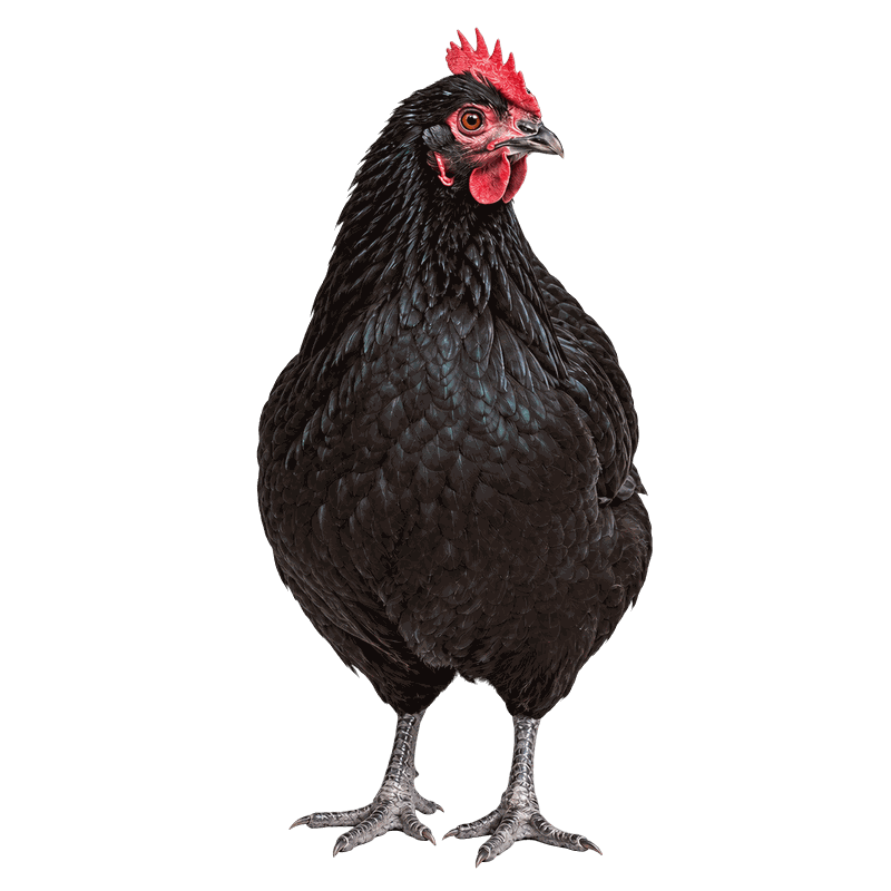 Black Australorp