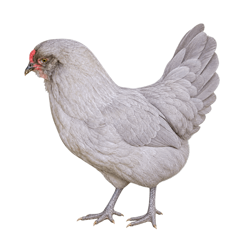 Blue Andalusian (Pale Blue Variety)