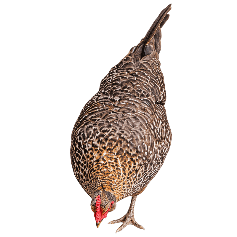 Easter Egger