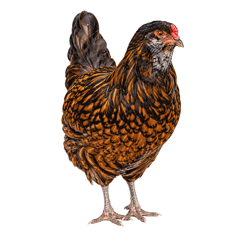 Gold Laced Wyandotte