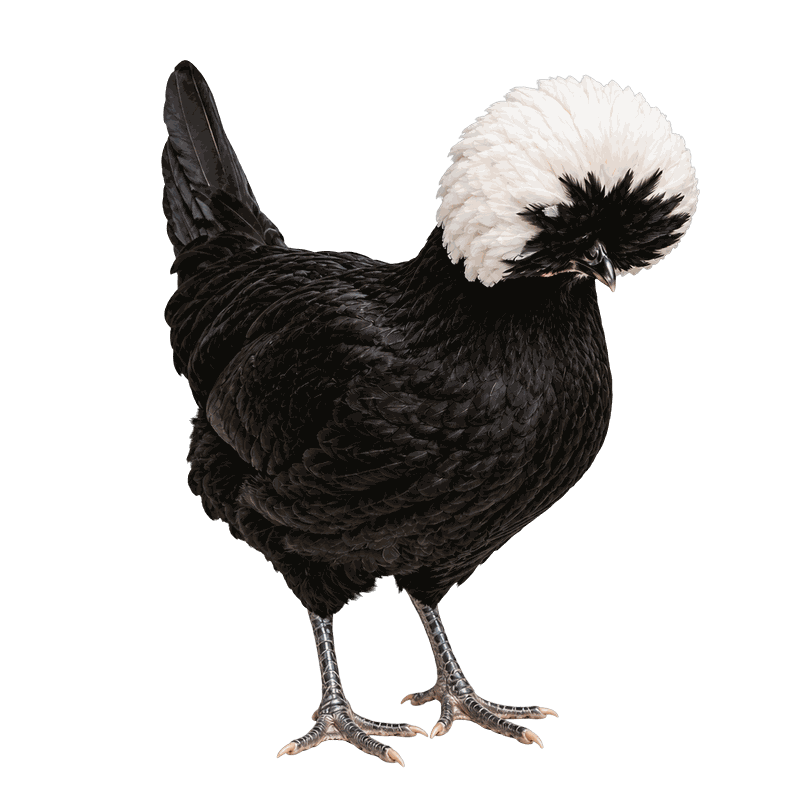 White Crested Black Polish