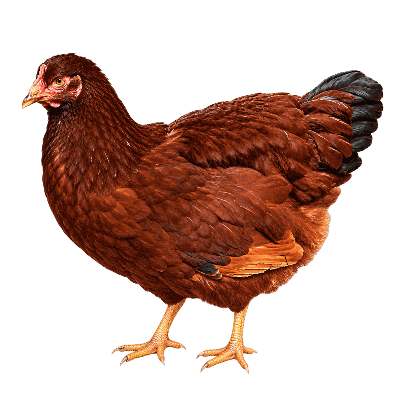 Rhode Island Red
