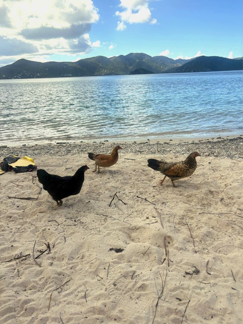 Chickens photo