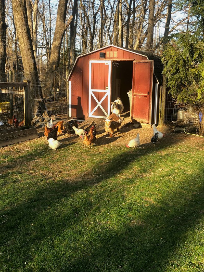 Chickens photo