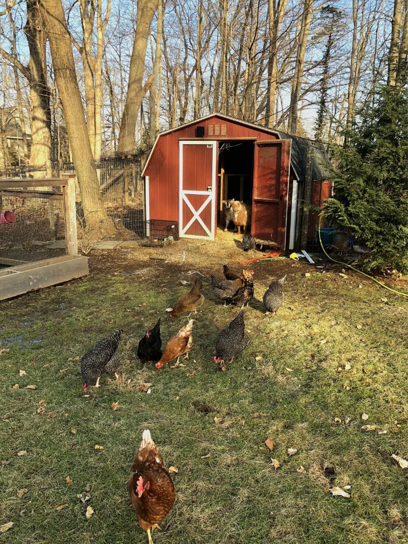 Chickens photo
