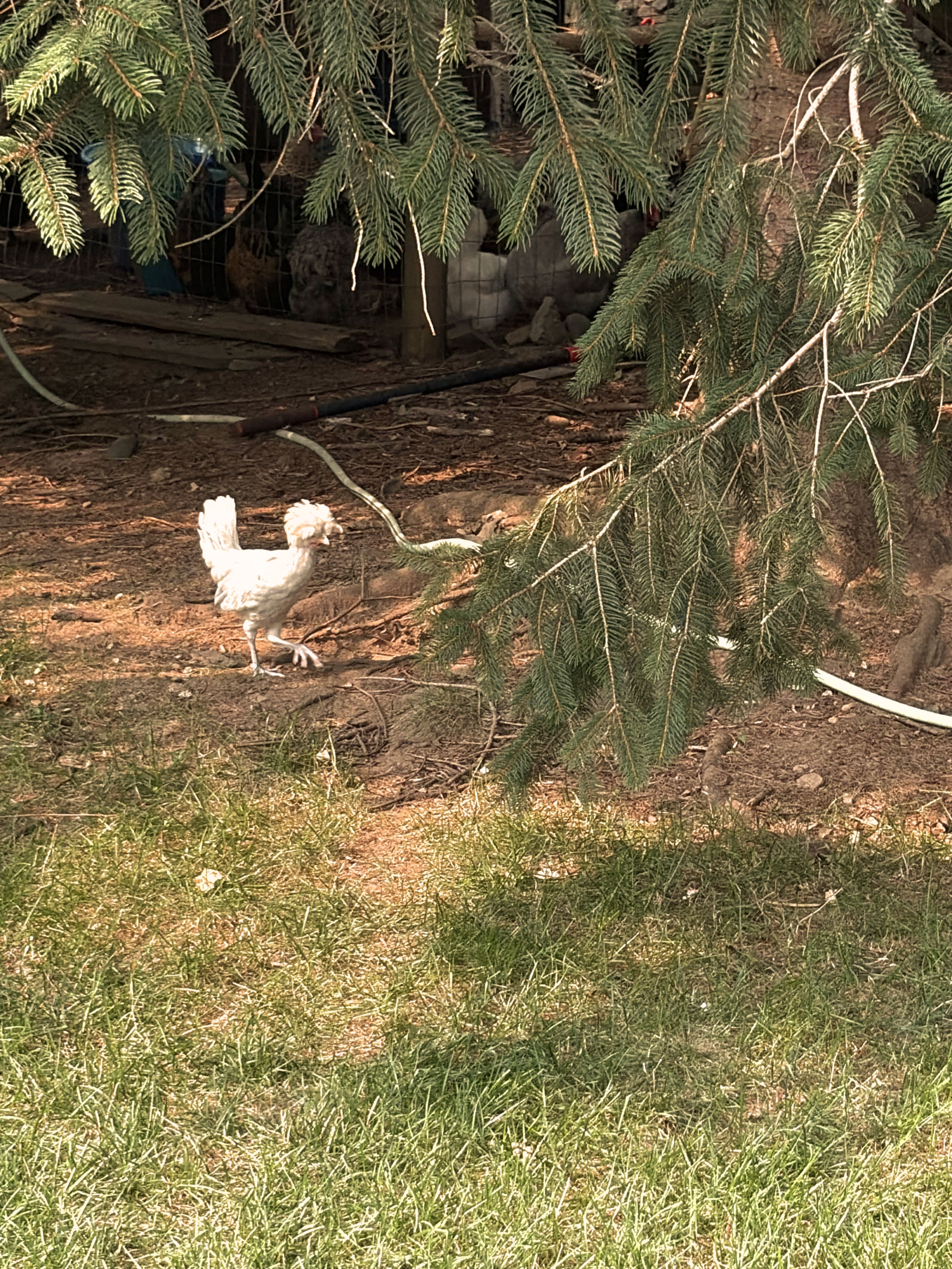 Chickens photo