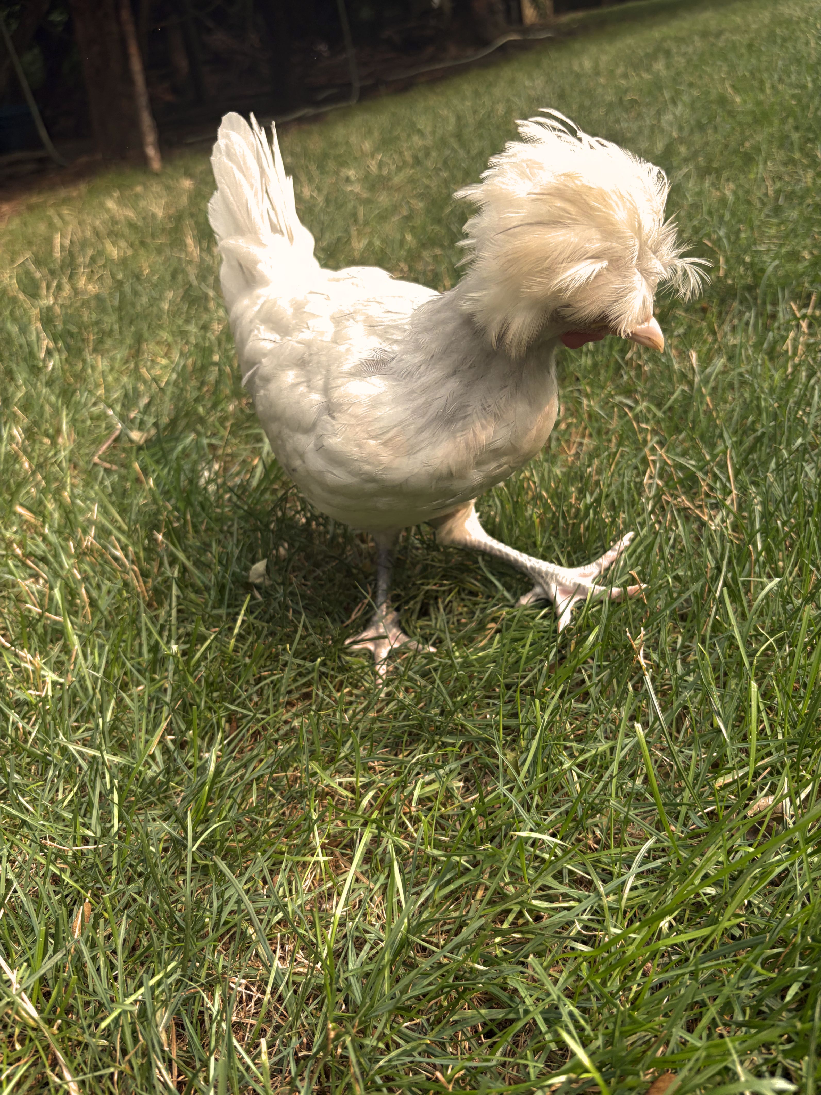 Chickens photo