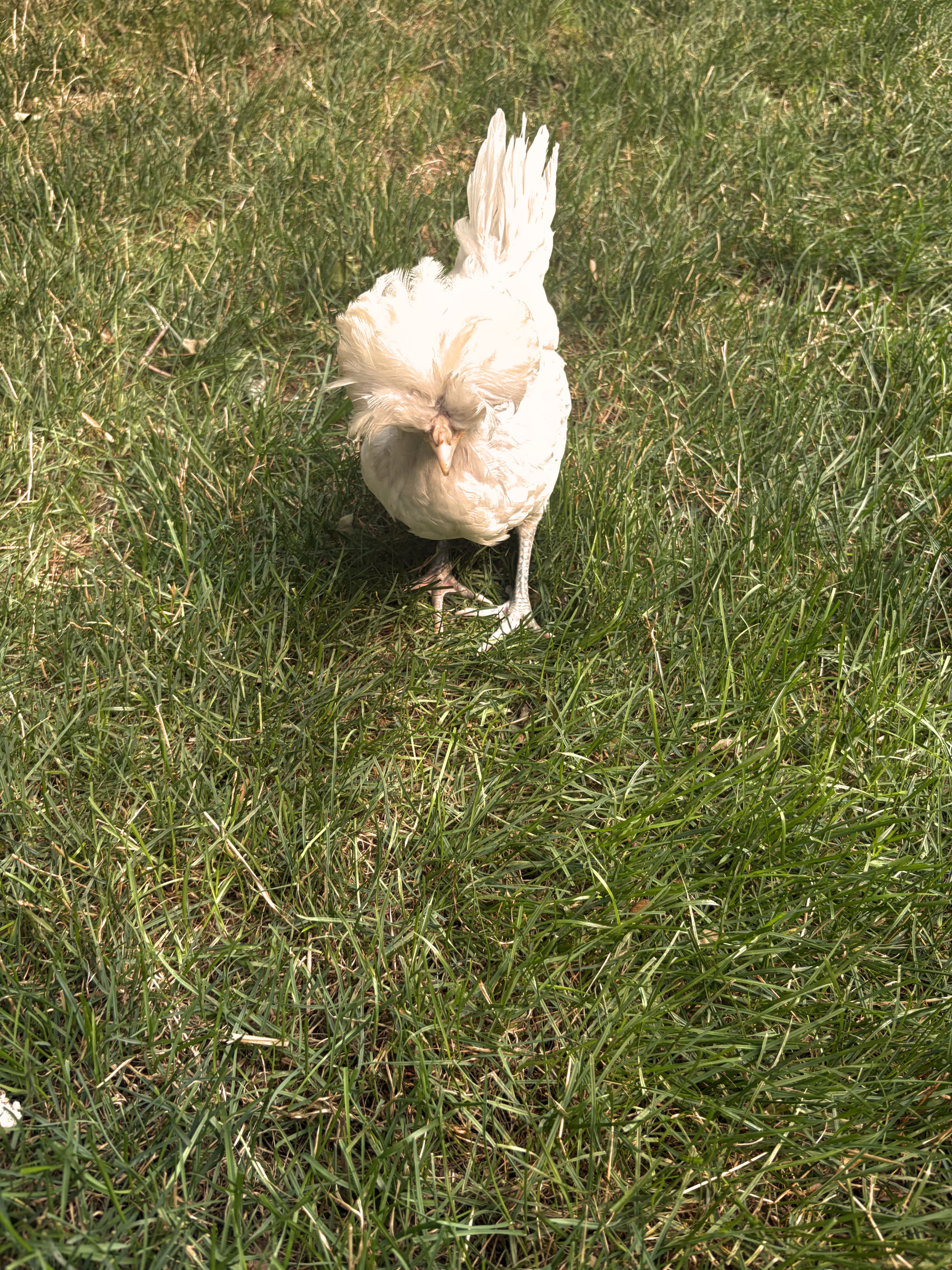 Chickens photo