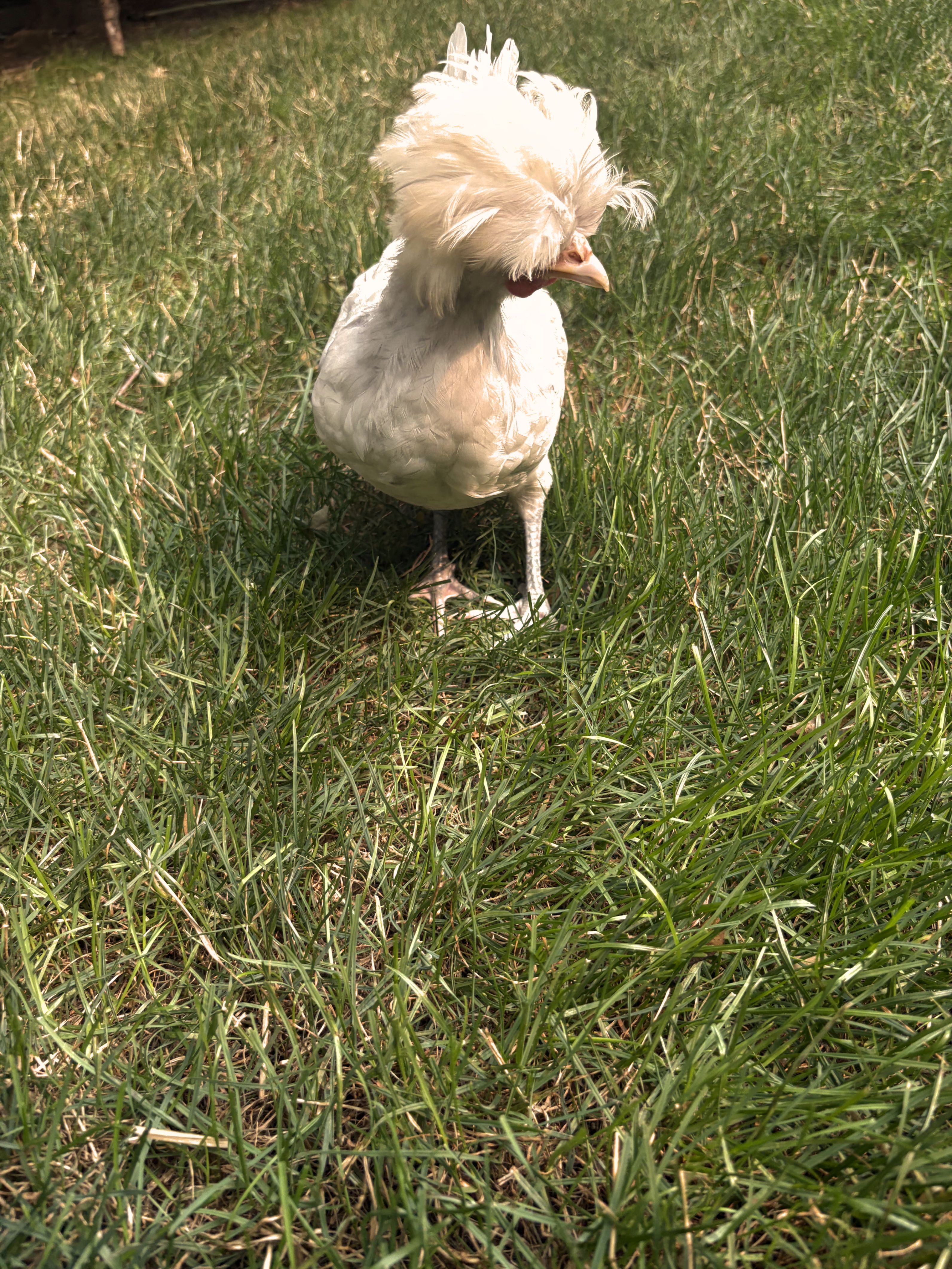 Chickens photo
