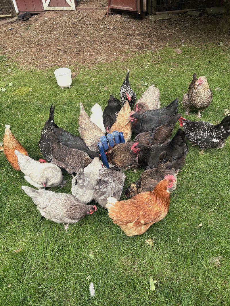 Chickens photo