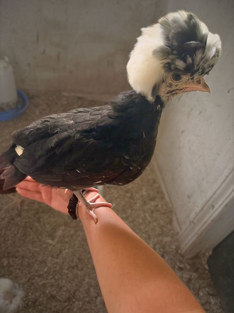 Chickens photo
