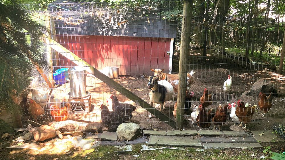 Chickens photo