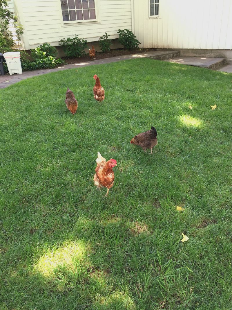 Chickens photo