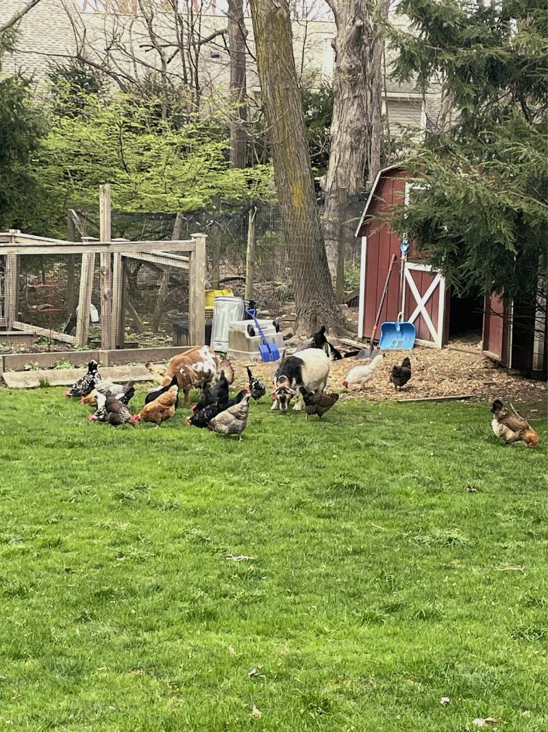 Chickens photo