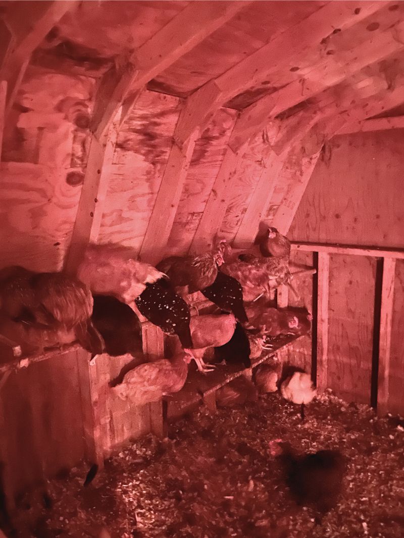 Chickens photo