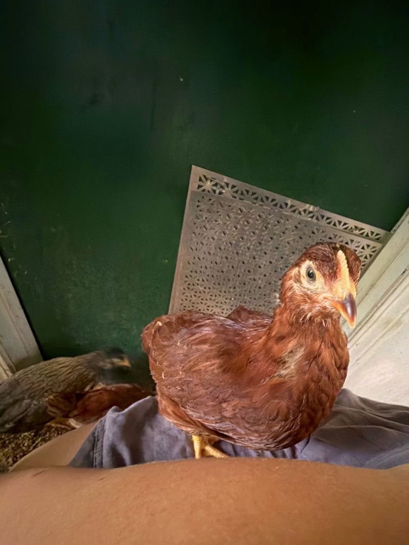 Eggs photo