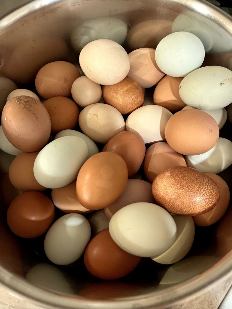 Eggs photo