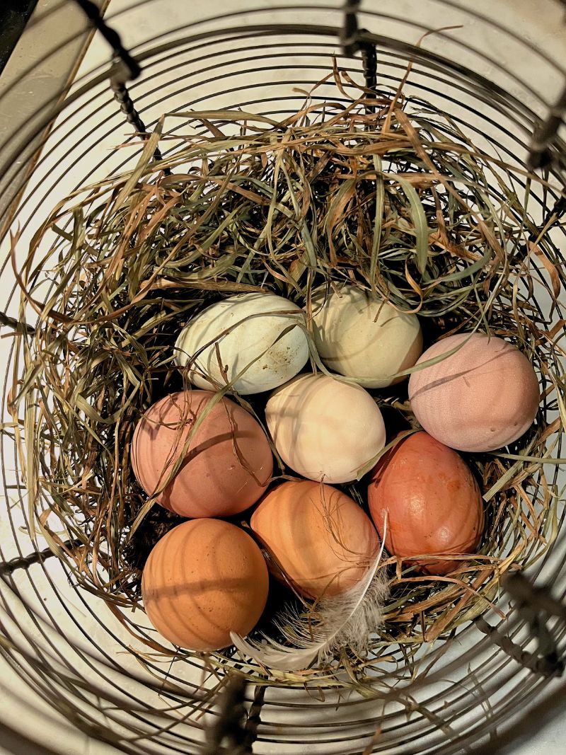 Eggs photo