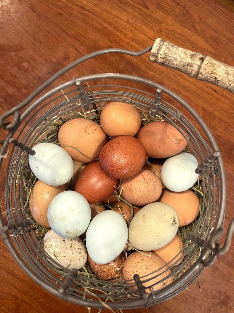 Eggs photo