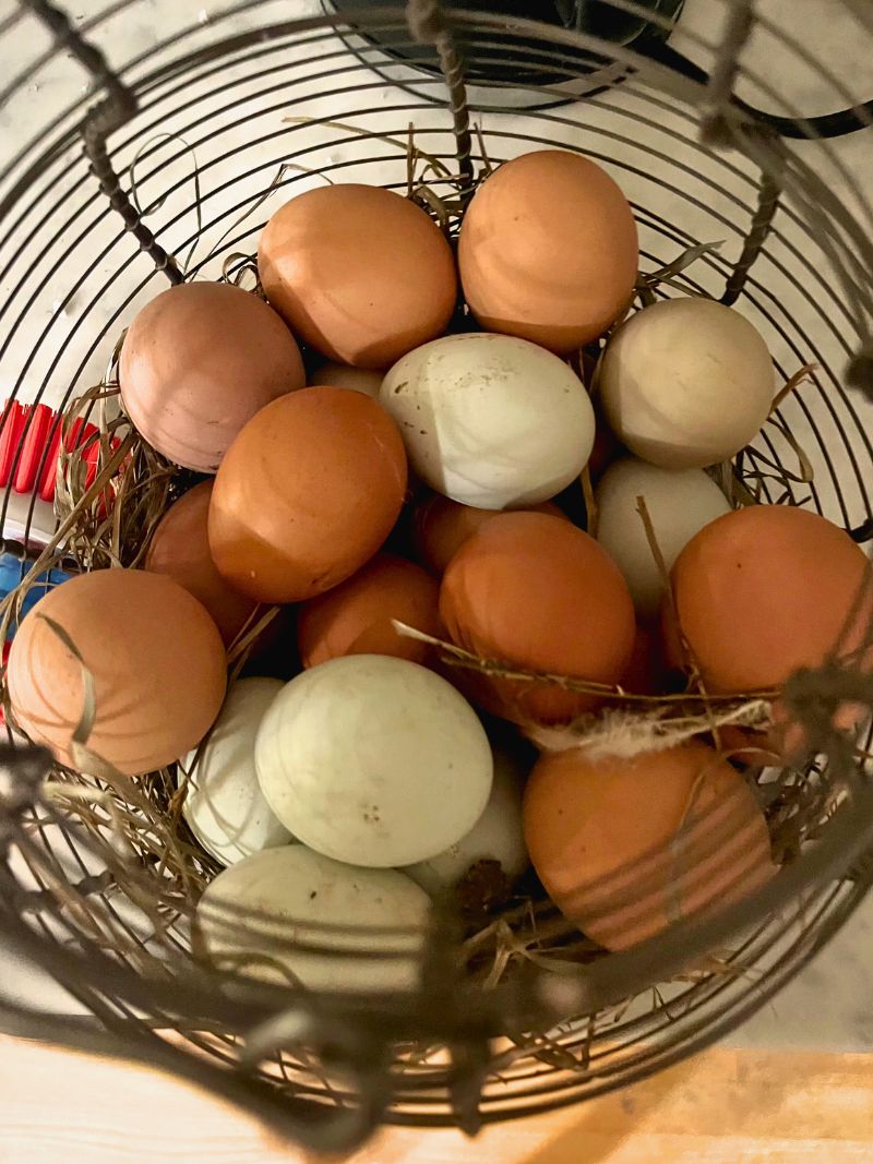 Eggs photo
