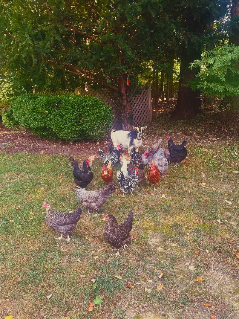 Brett Cohen chickens