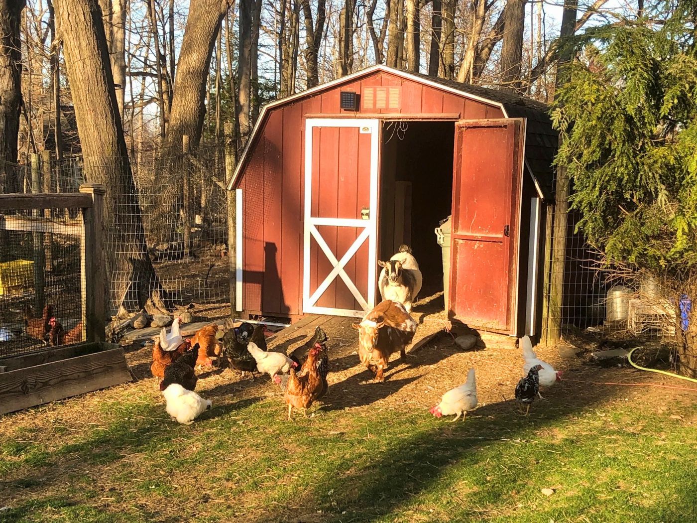 The Cohen Westport Flock Coop
