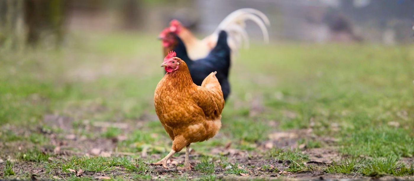 How to Start Free Ranging