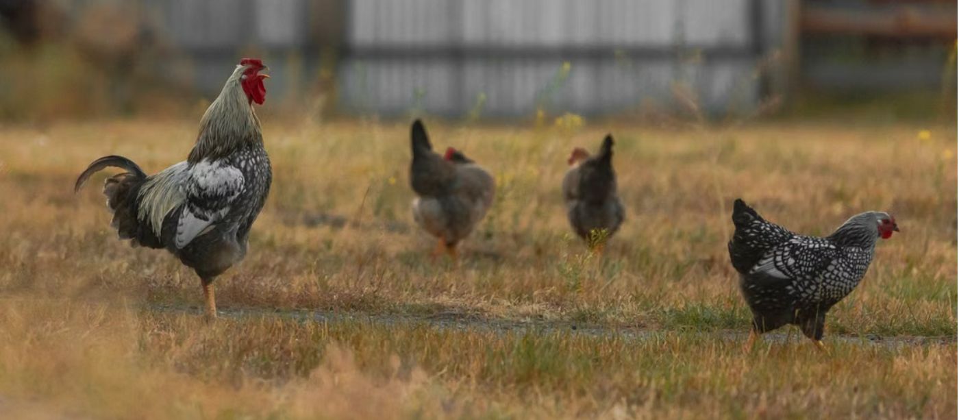 Predator-Proofing Your Coop