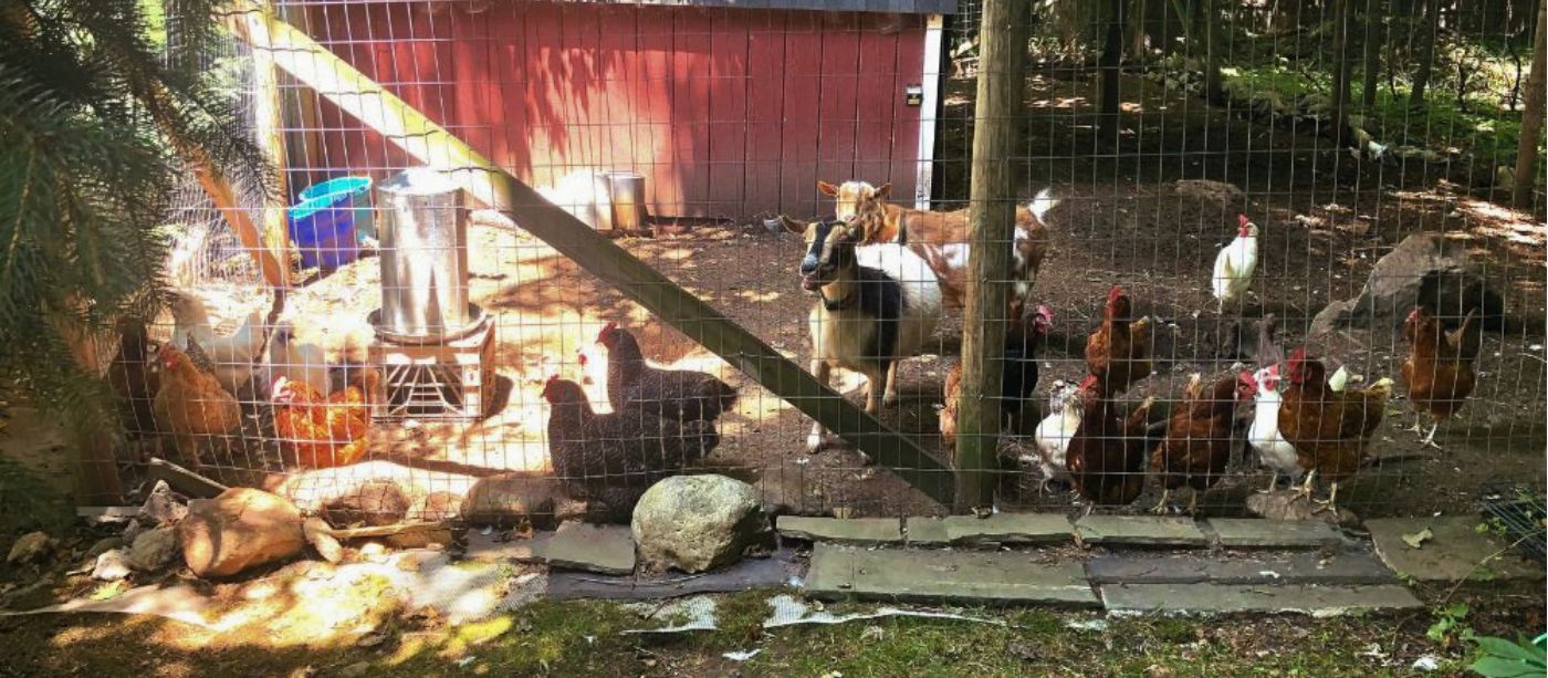 How to Start Keeping Chickens